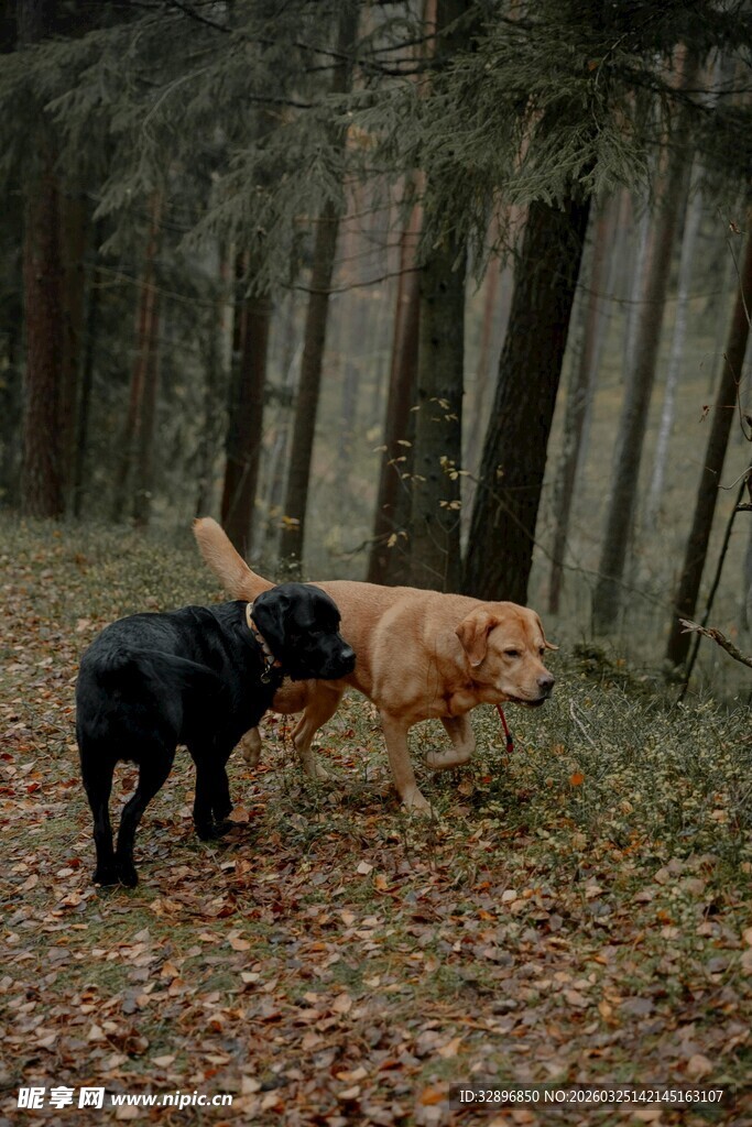 森林中嬉戏的几只狗狗