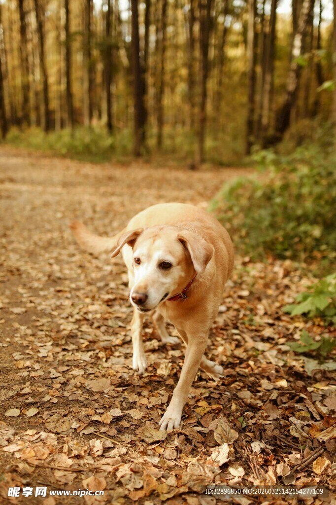 林间漫步的可爱金毛犬