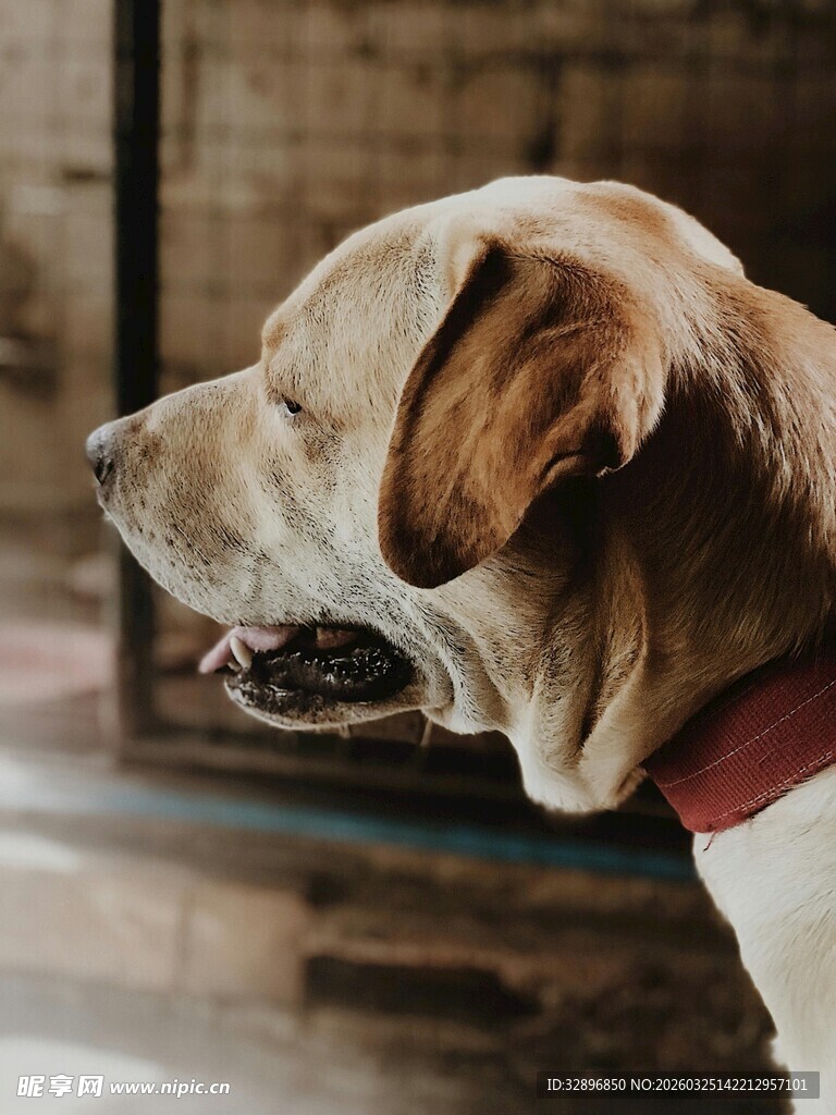 可爱大狗侧颜特写