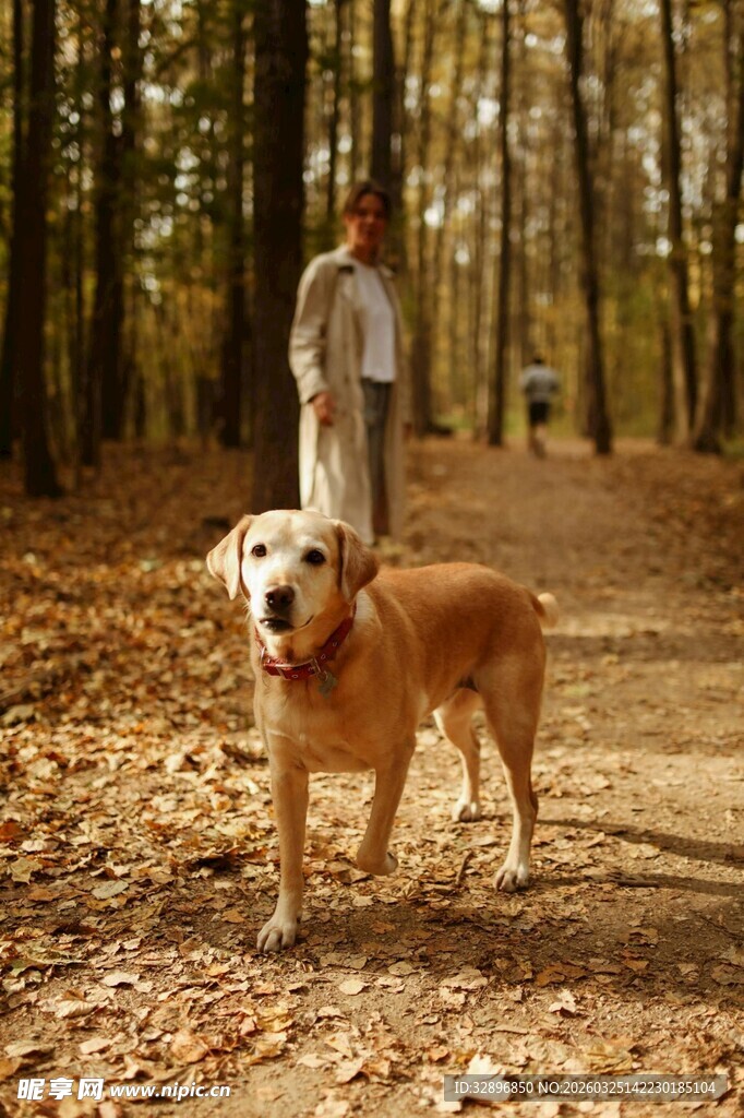 秋日林间人与狗的漫步