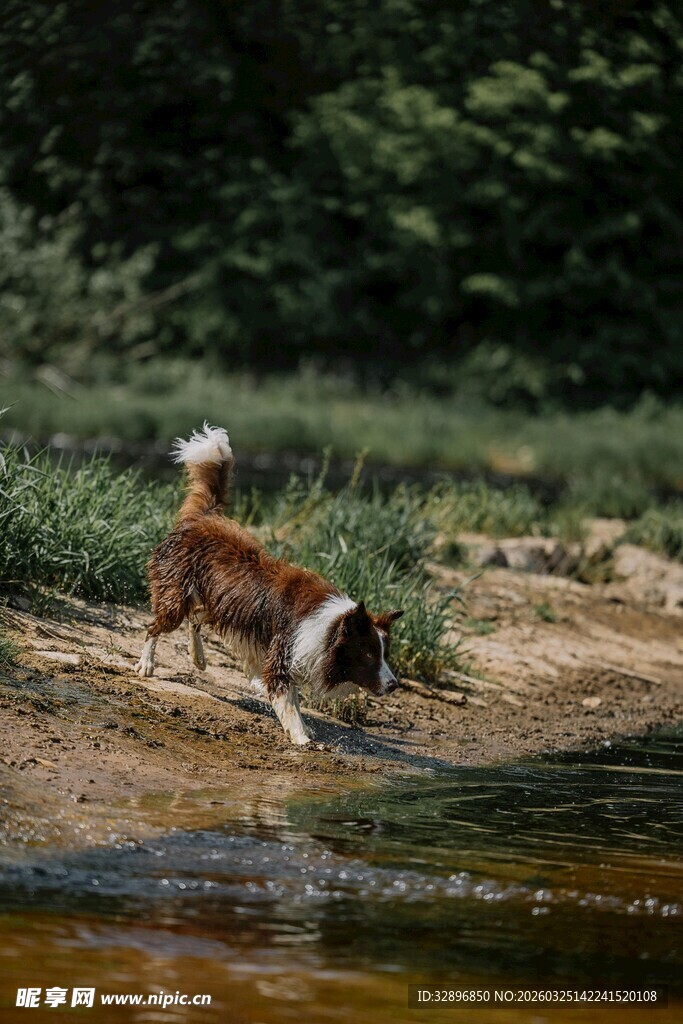 溪边玩耍的小狗