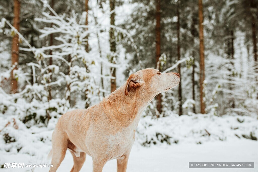 雪地中仰头的金毛犬