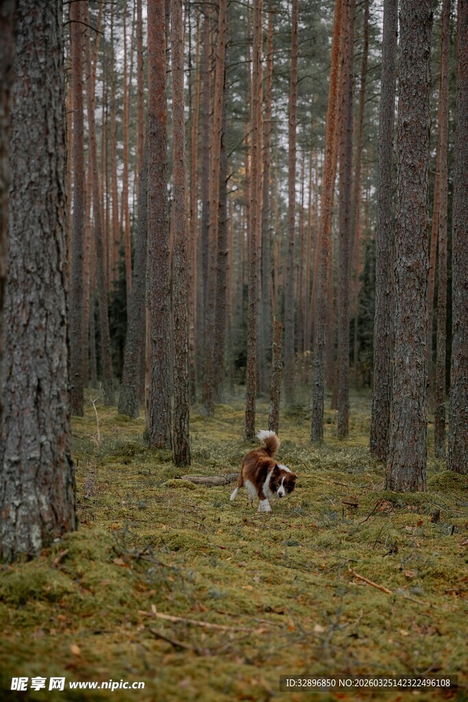 森林中骑行的人物