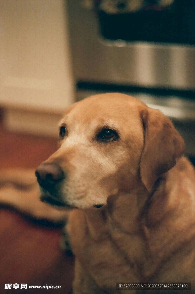 安静坐着的金毛犬