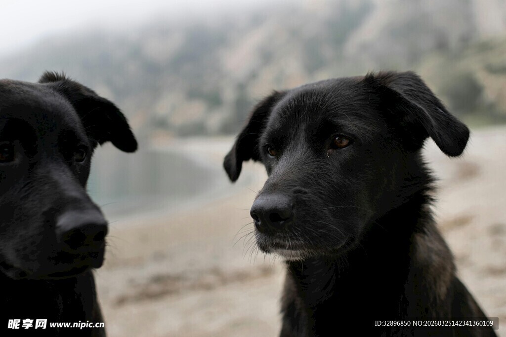 沙滩上的两只黑狗