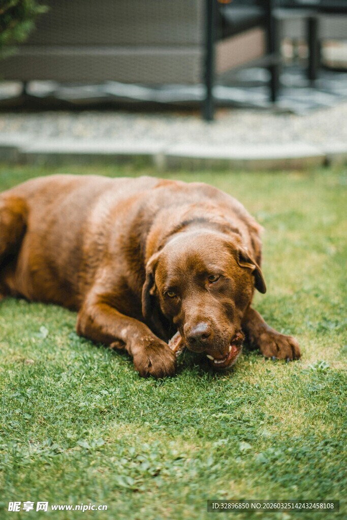 趴在草坪上的棕色狗狗