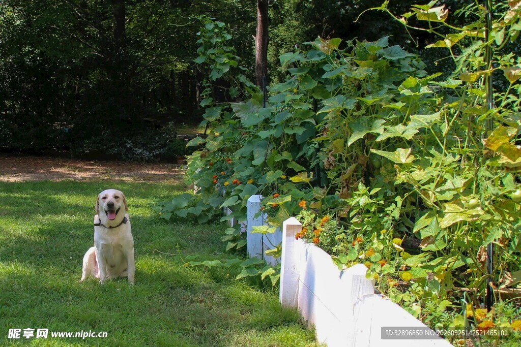 草地上惬意的狗狗