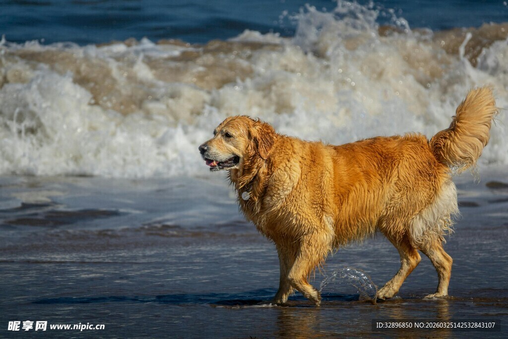 金毛犬在海边漫步