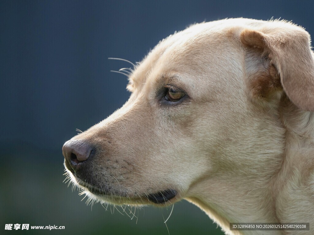 拉布拉多犬的侧脸特写