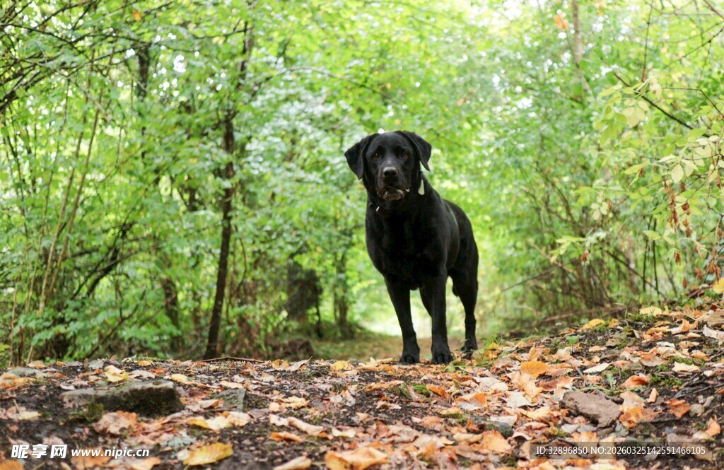 林间漫步的黑色狗狗