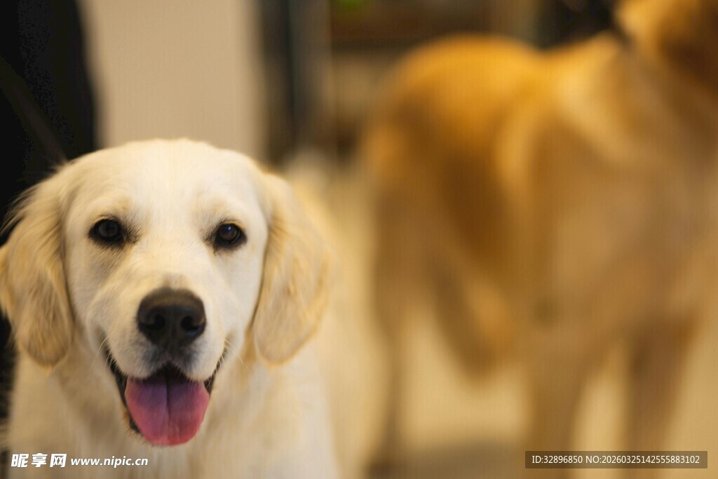 可爱金毛犬张嘴露舌