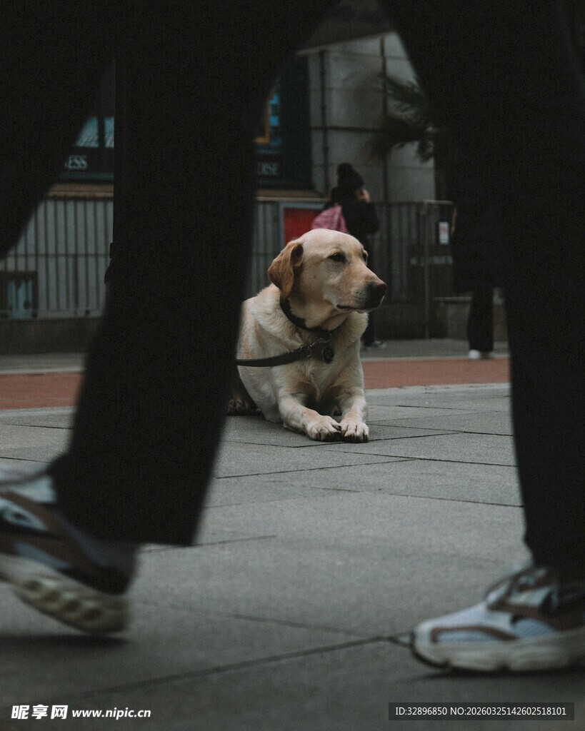 街头小狗静卧行人旁