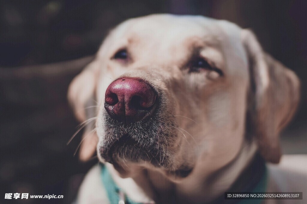 可爱拉布拉多犬特写