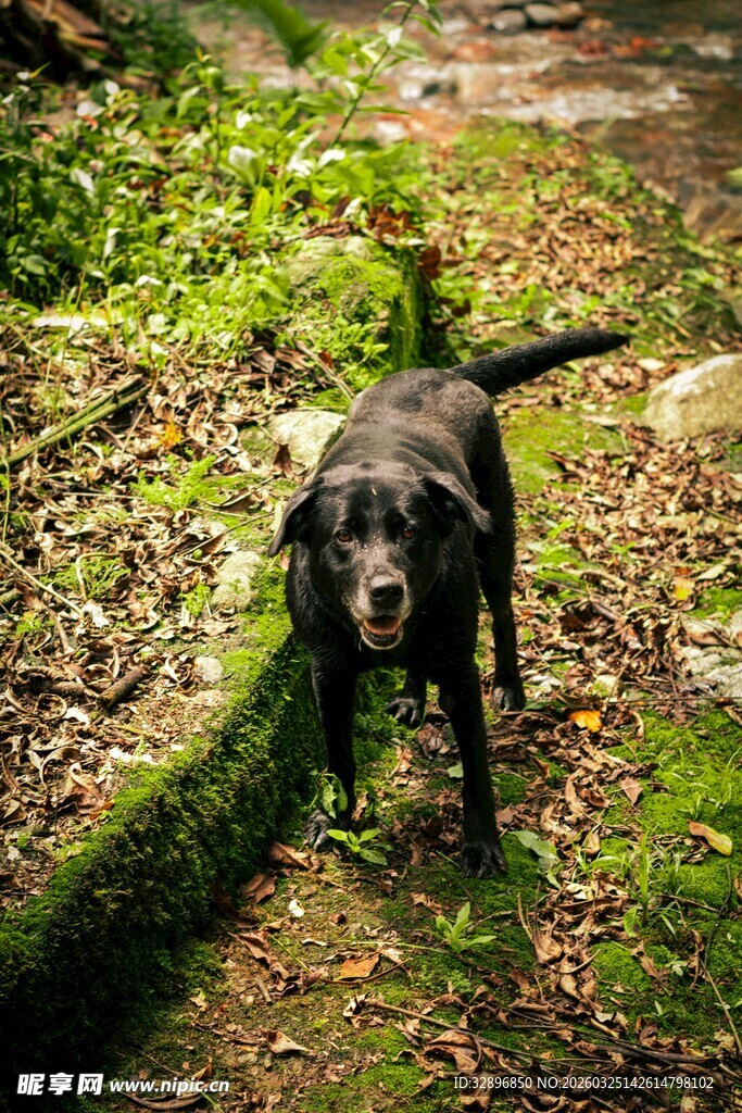 林间漫步的黑色狗狗