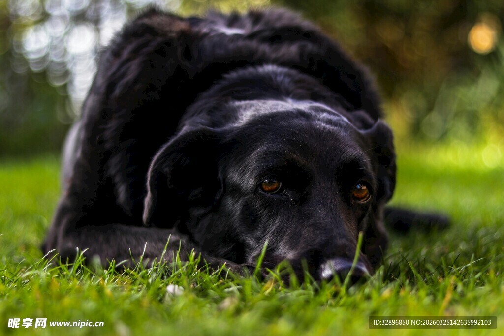 趴在草地上的黑色狗狗