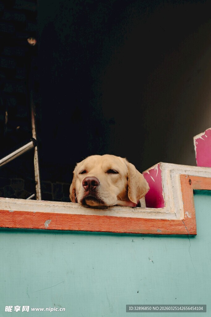 趴着的可爱小狗