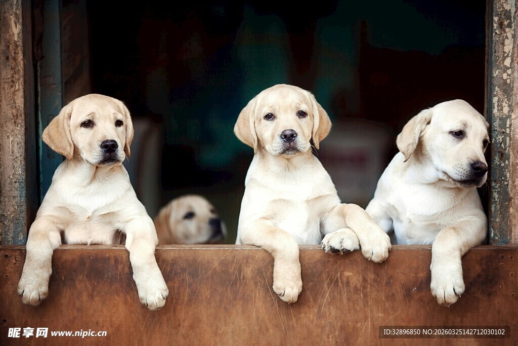 四只萌犬探头望