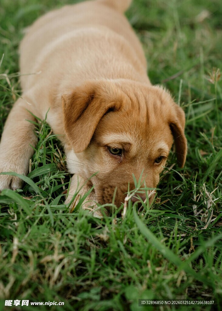 趴着嗅草的可爱小奶狗