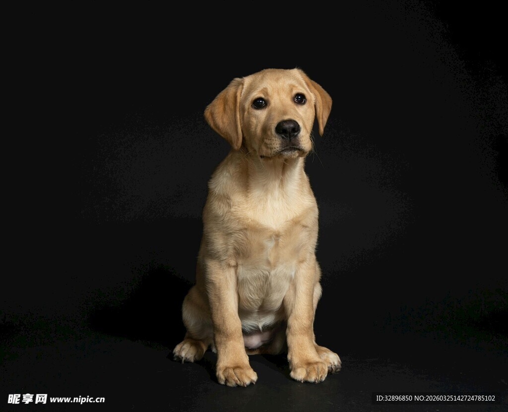 可爱拉布拉多幼犬坐姿照