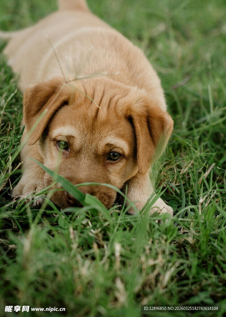 趴在草地上的可爱小黄狗