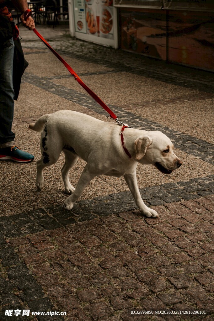 遛狗场景中的白色宠物犬