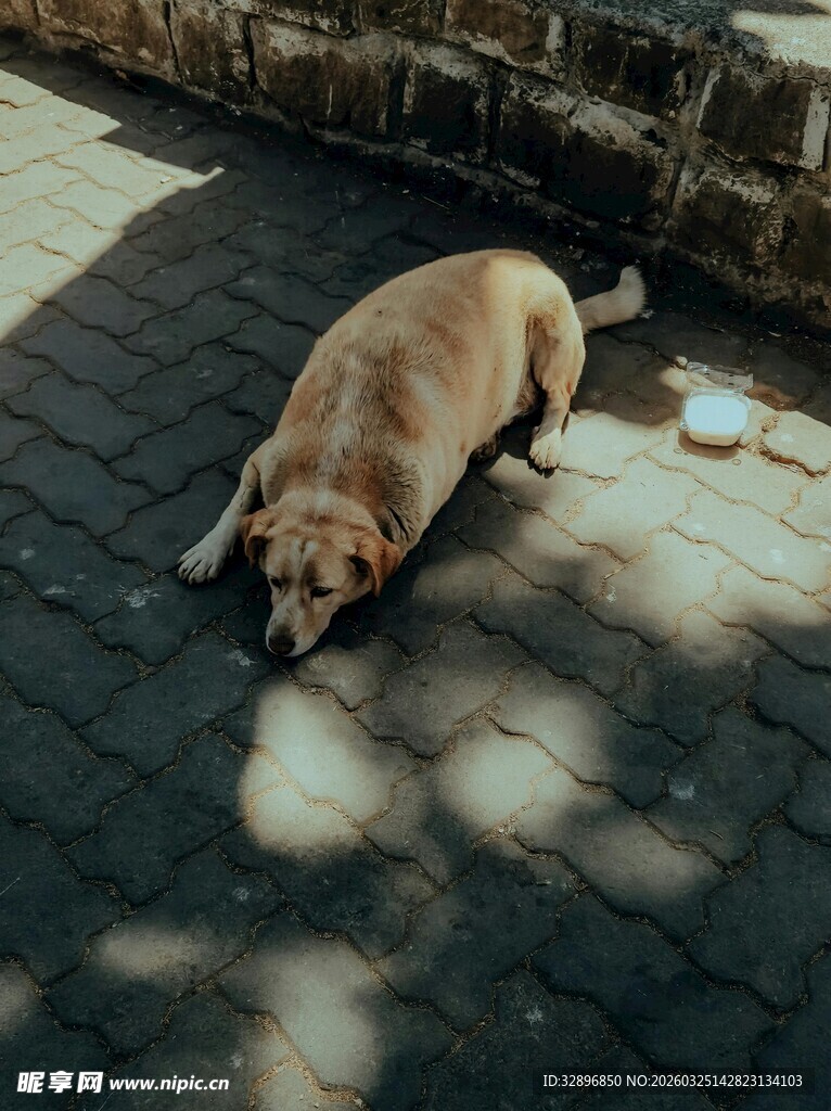 阳光下休憩的可爱狗狗