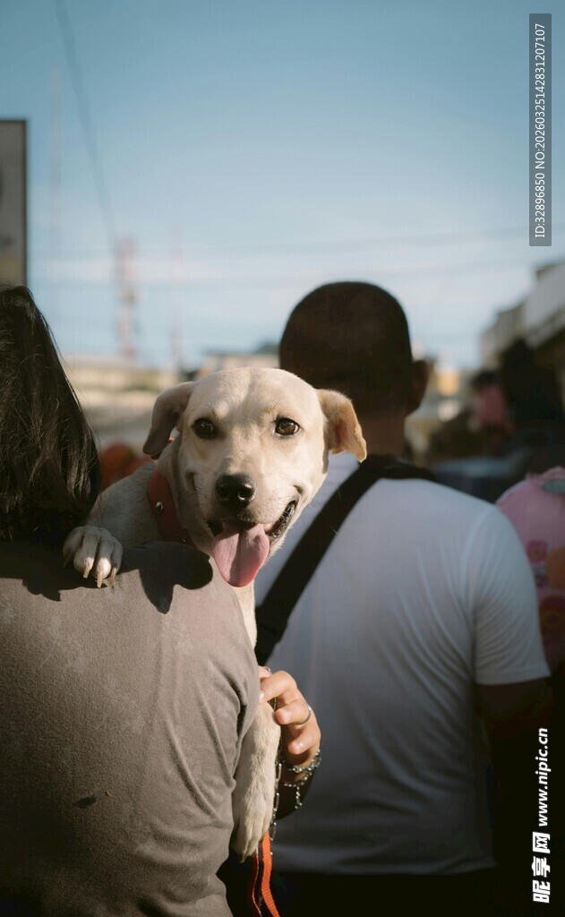 肩头萌犬人与宠物温馨一刻