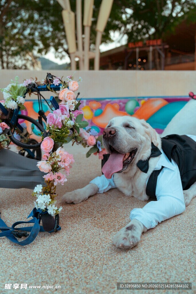 狗狗惬意躺地享受鲜花陪伴