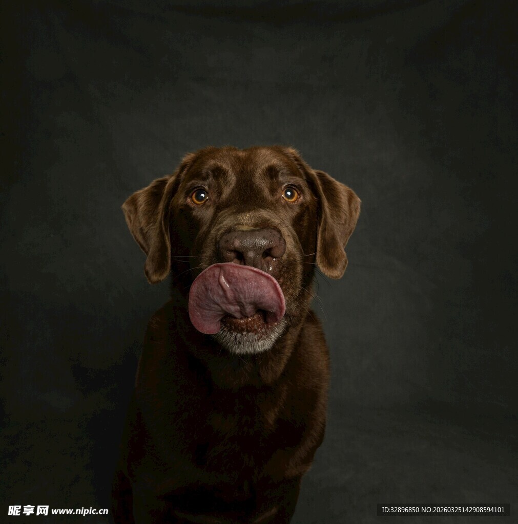 吐舌的棕色小狗