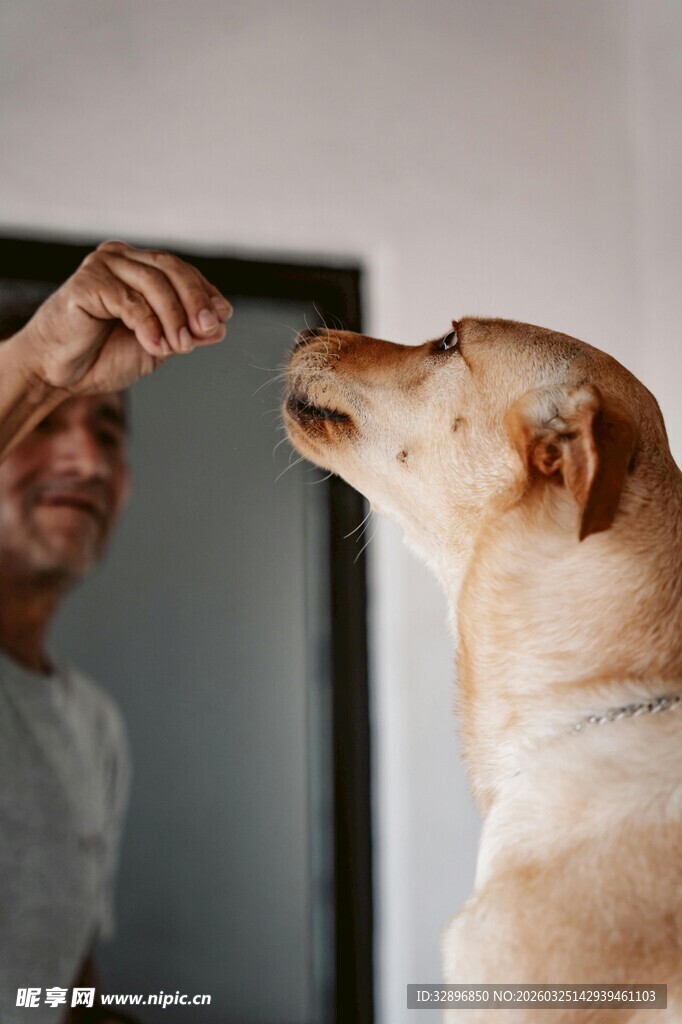 人与狗亲密互动瞬间