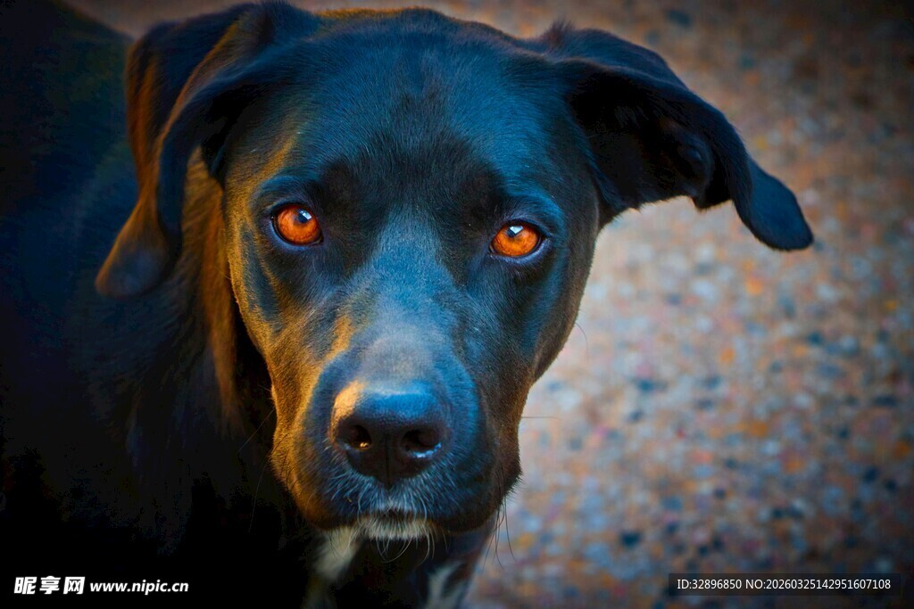 忧郁黑犬特写