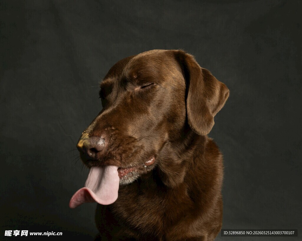 棕色狗狗吐舌俏皮瞬间