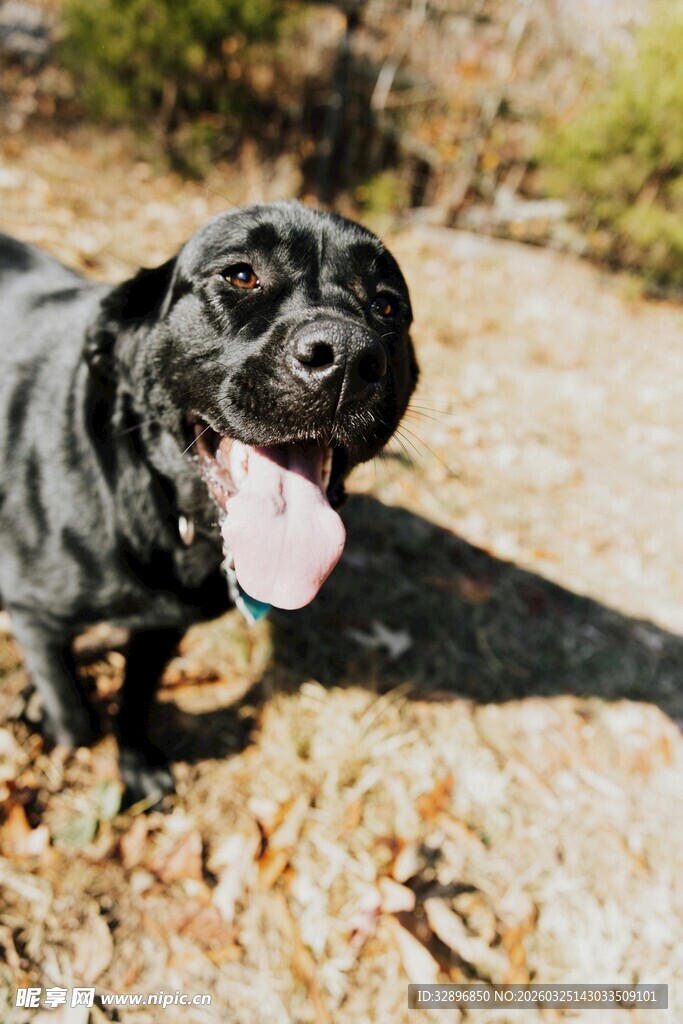 吐舌小黑狗户外欢乐瞬间