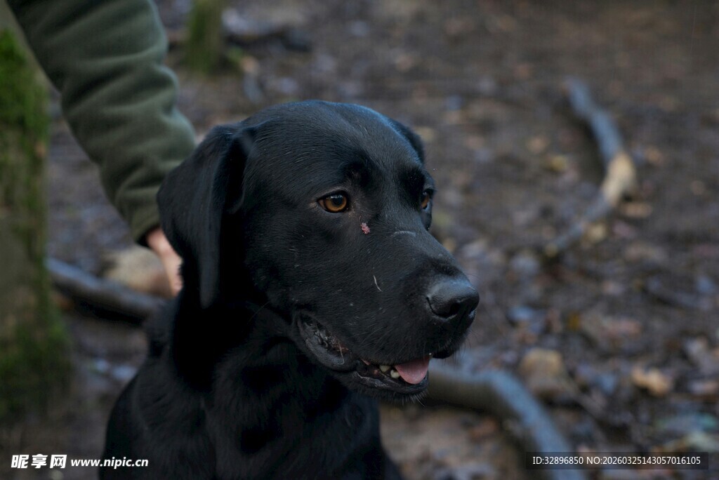 抚摸下的黑色拉布拉多犬