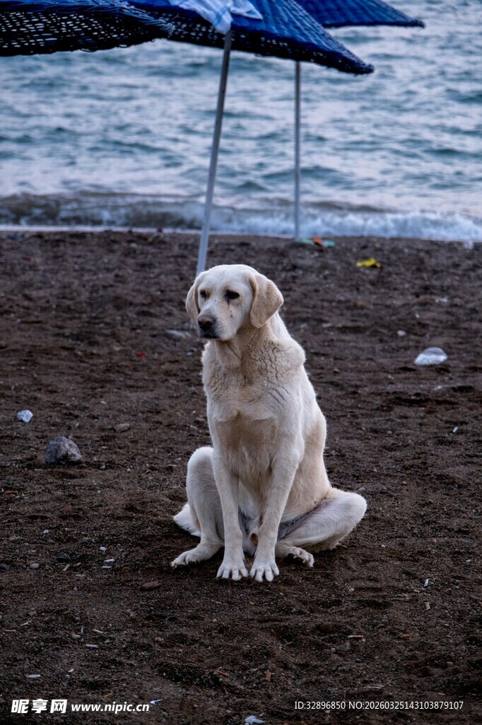 海边独坐的金毛犬