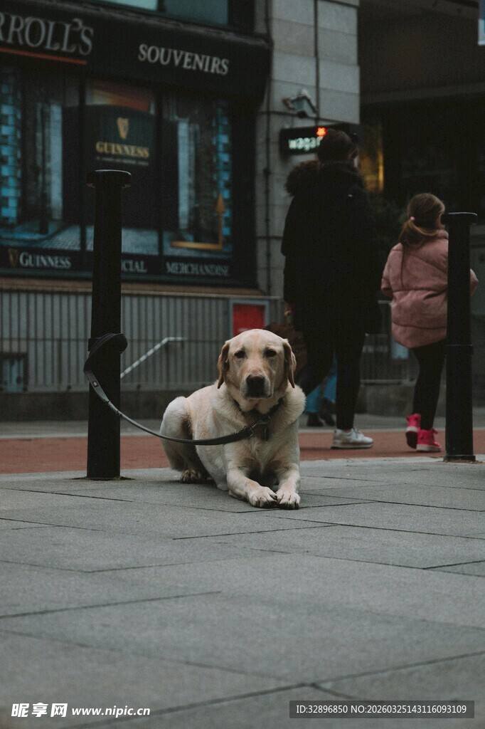 街头趴着的可爱宠物狗