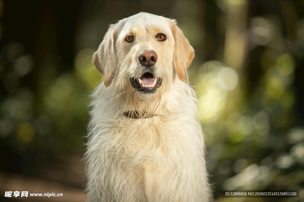 户外可爱金毛犬