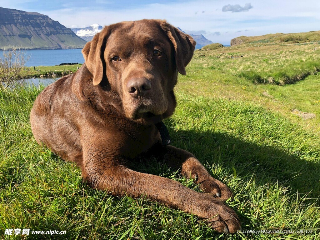 棕色拉布拉多草地惬意躺卧