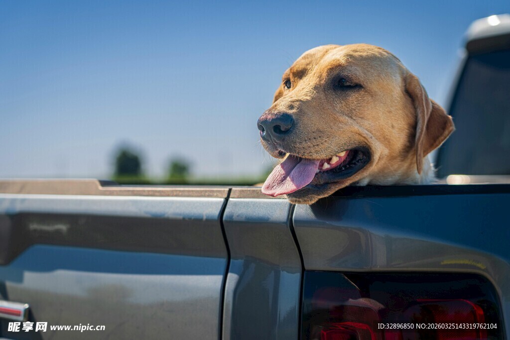 车中探出头的快乐拉布拉多