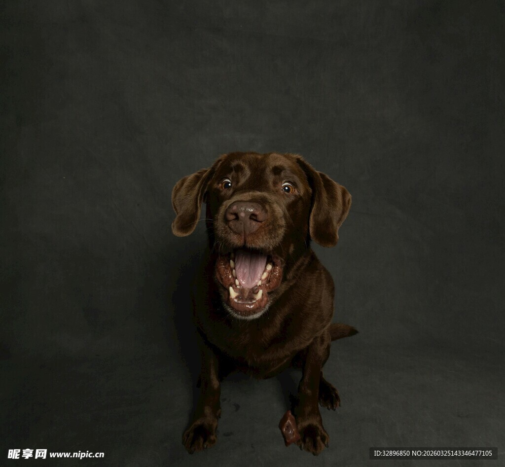 可爱巧克力色拉布拉多犬