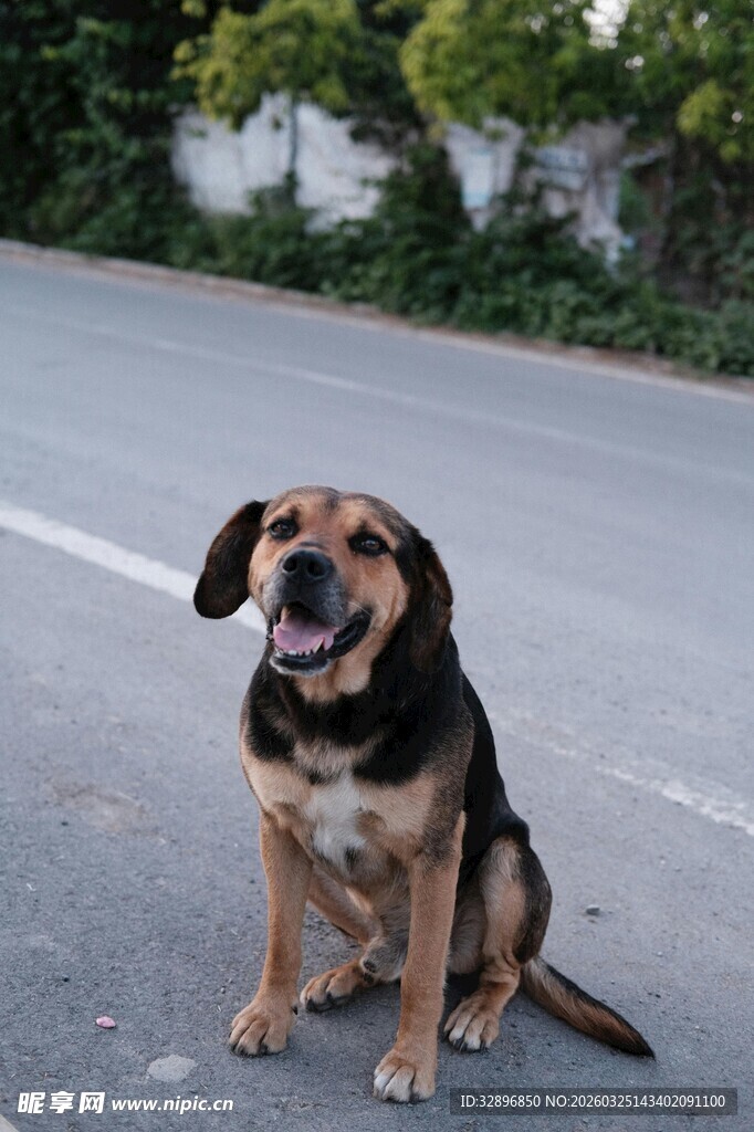 路边可爱小狗坐立