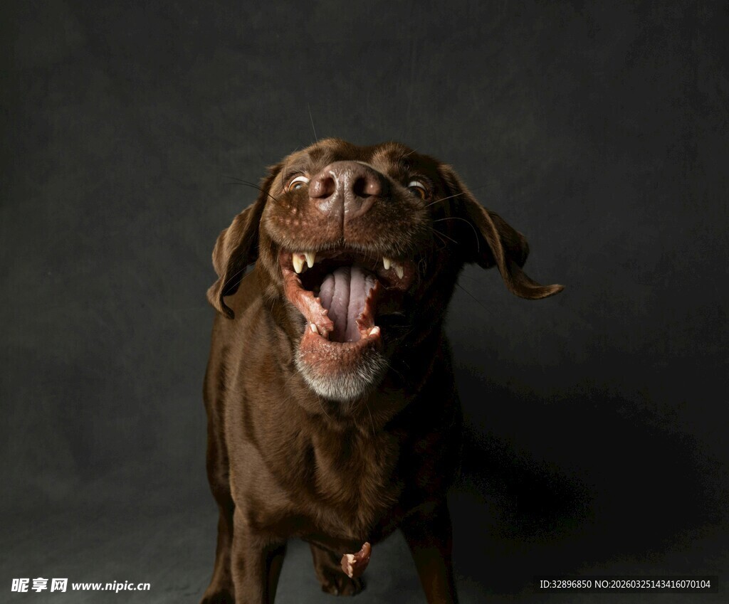 棕色狗狗咧嘴开心大笑