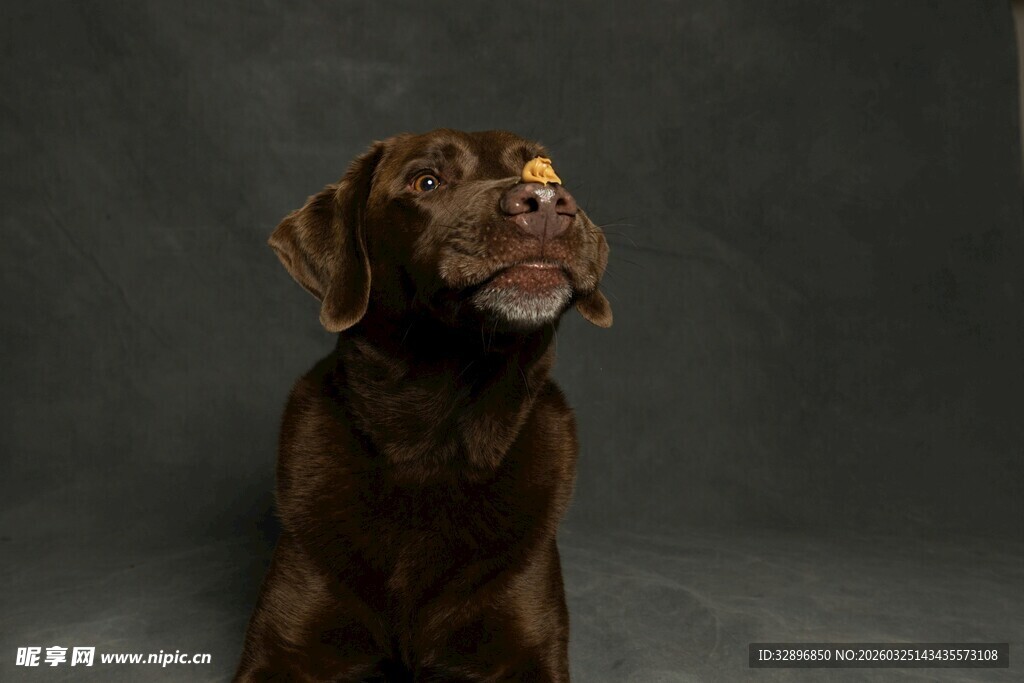 棕色狗狗抬头凝望