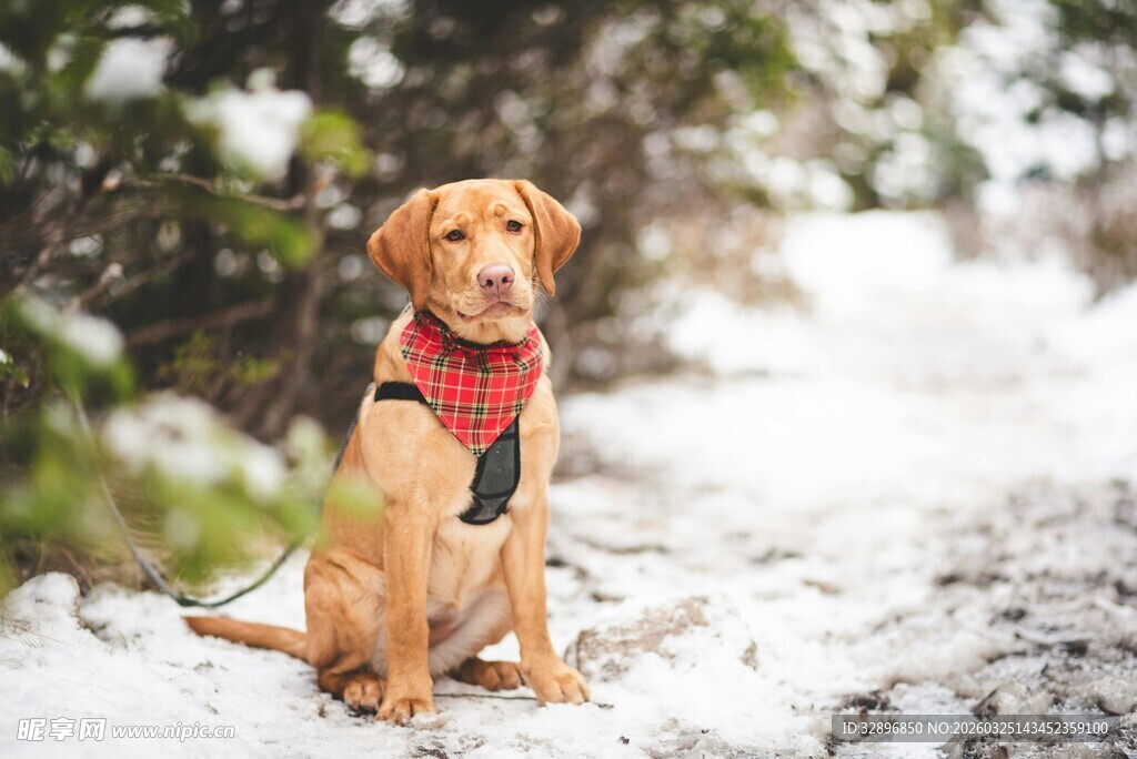 雪地中戴围巾的可爱狗狗