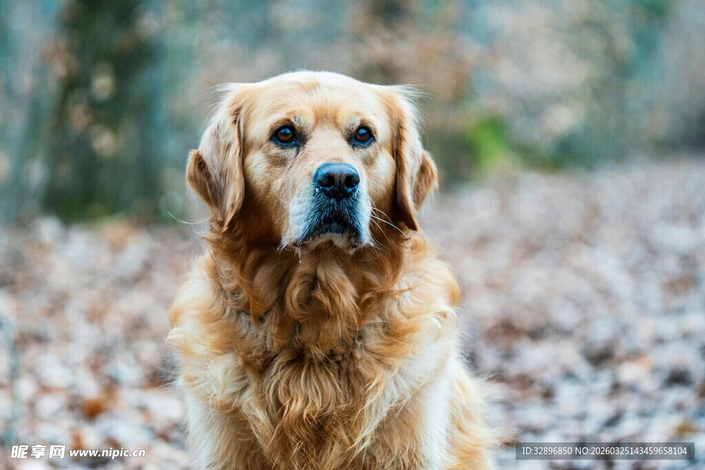 秋日里的金毛犬