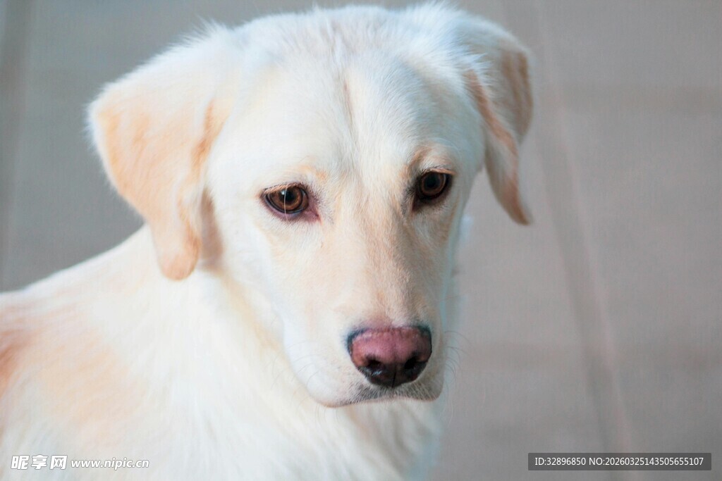 可爱拉布拉多犬特写