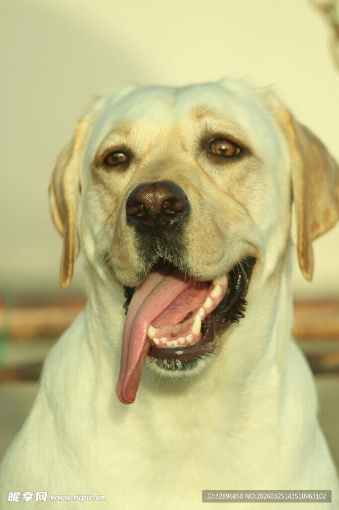 可爱拉布拉多吐舌微笑