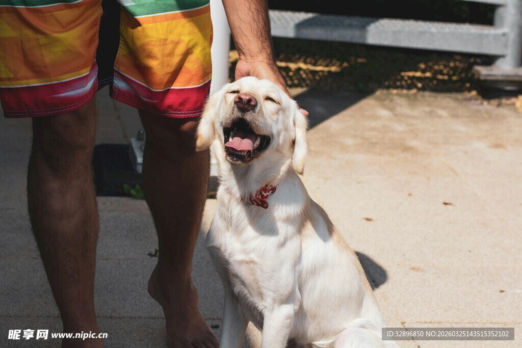 人与白狗相伴的温馨瞬间