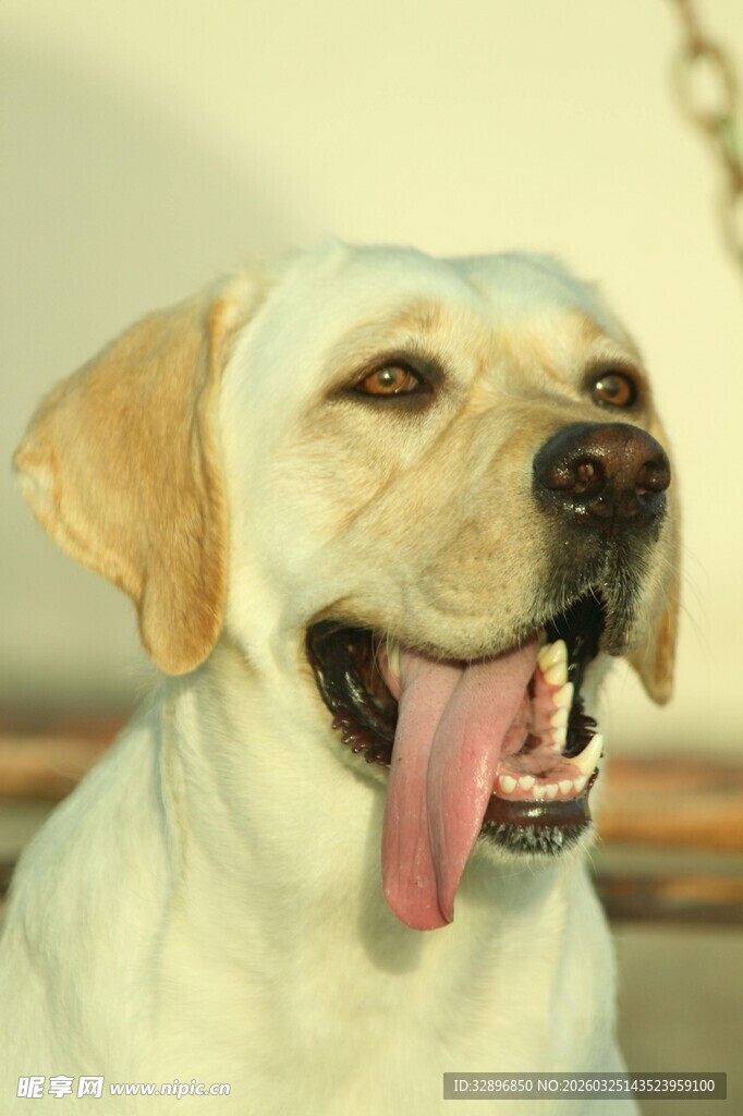 快乐拉布拉多张嘴吐舌卖萌