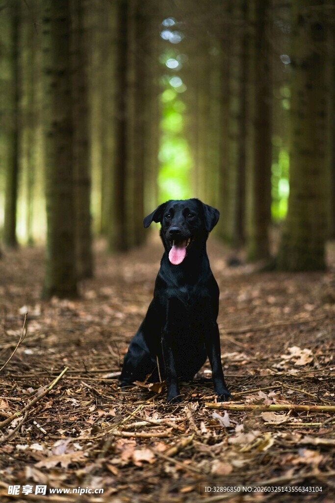 林中黑狗惬意端坐